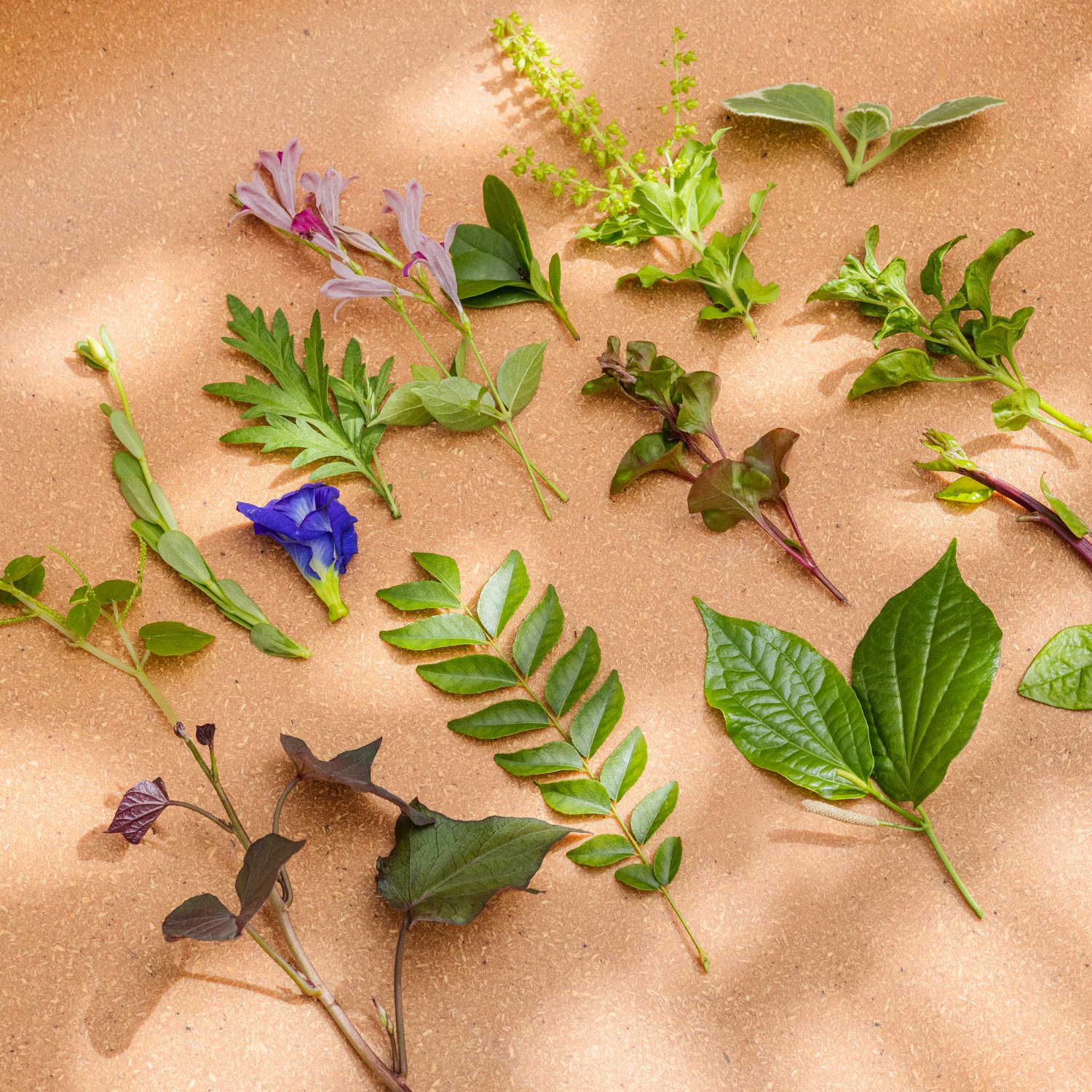 Edible Wild – An Urban Gardening Workshop with NATIVE