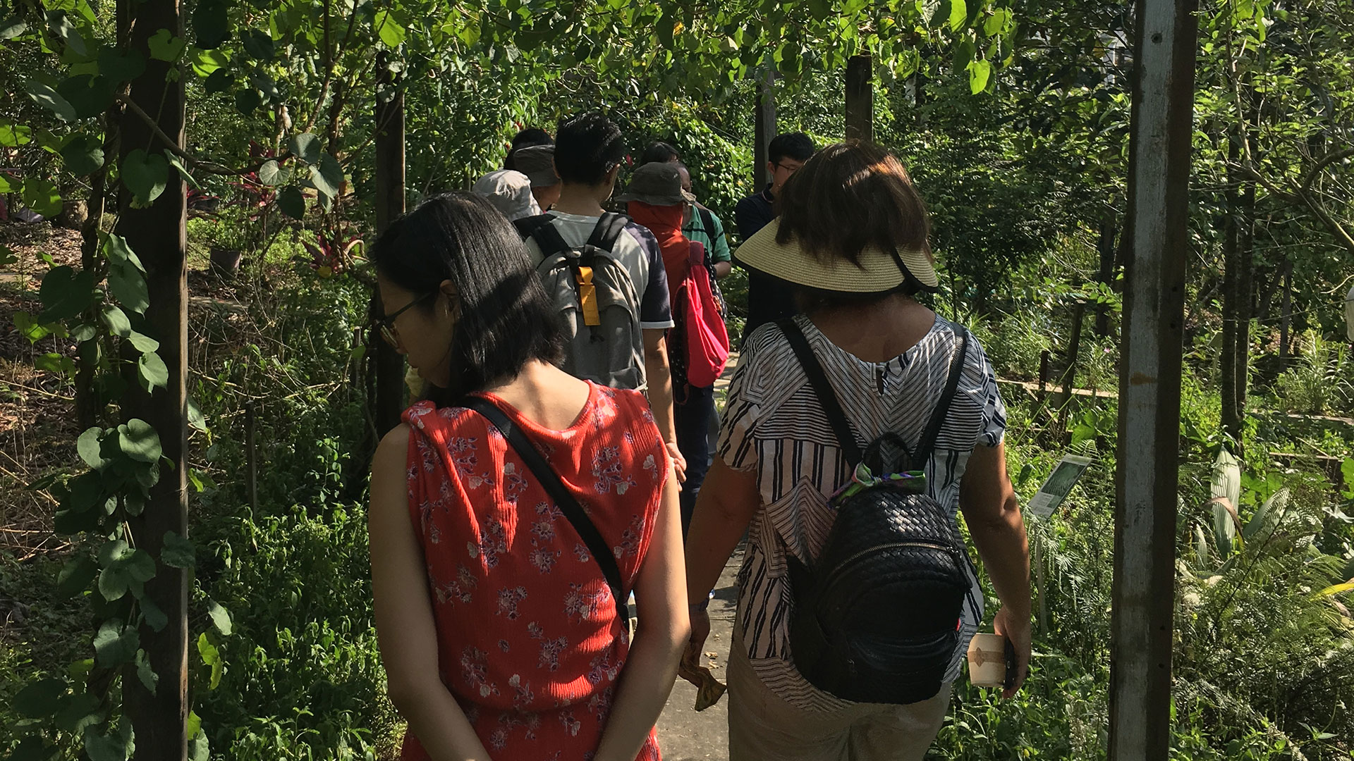 Medicinal Herbs by Ng Kim Chuan