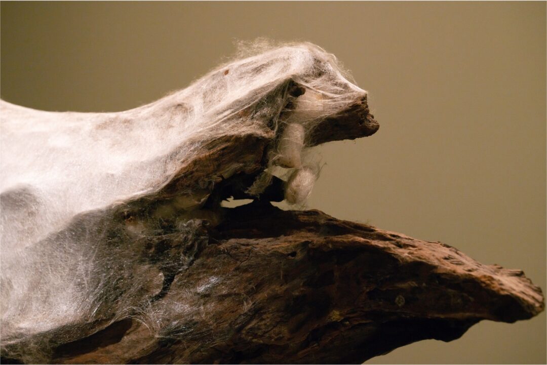 Public Keynote Lectures: What is ‘Worlding’ in Biocultural Worlding? 