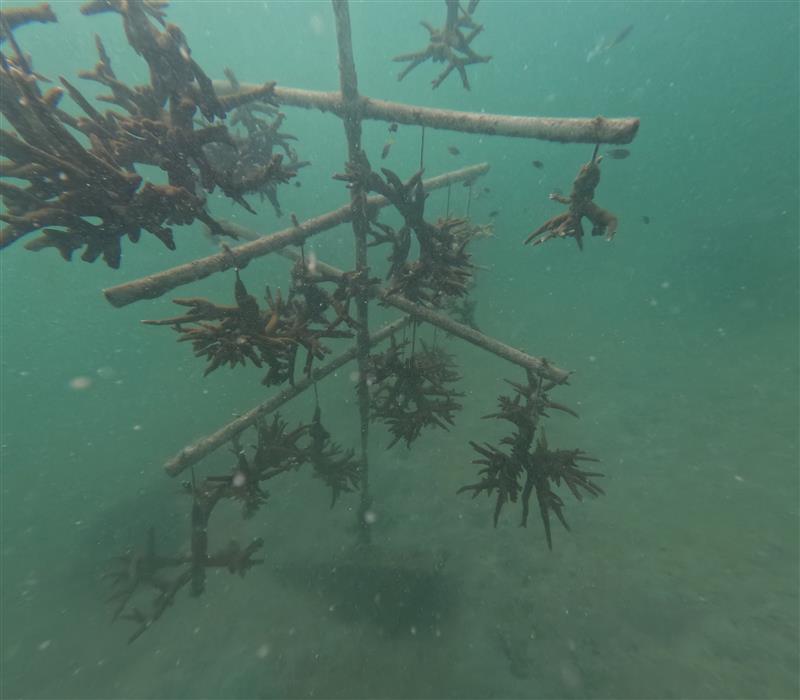 Coral Tree Nursery, Coral Restoration Project initiated by Rudi and Bintan Black Coral Dive Centre, Bintan Island, Indonesia.